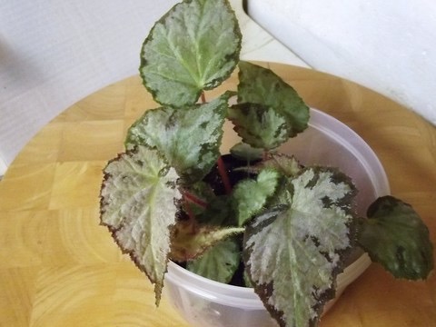 B. ‘Gigi’